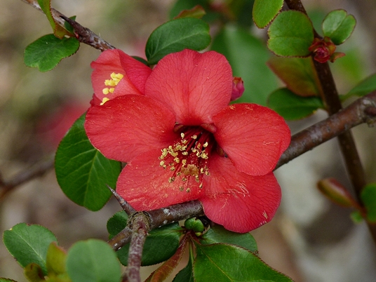 {Chaenomeles speciosa}